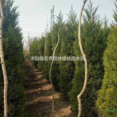 沭阳县名界园林绿化苗木场